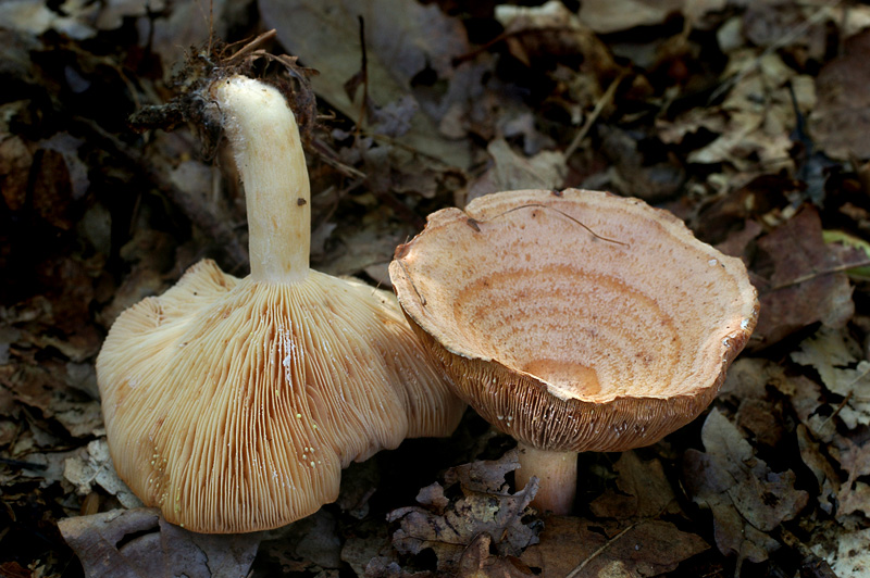 Lactarius chrysorrheus